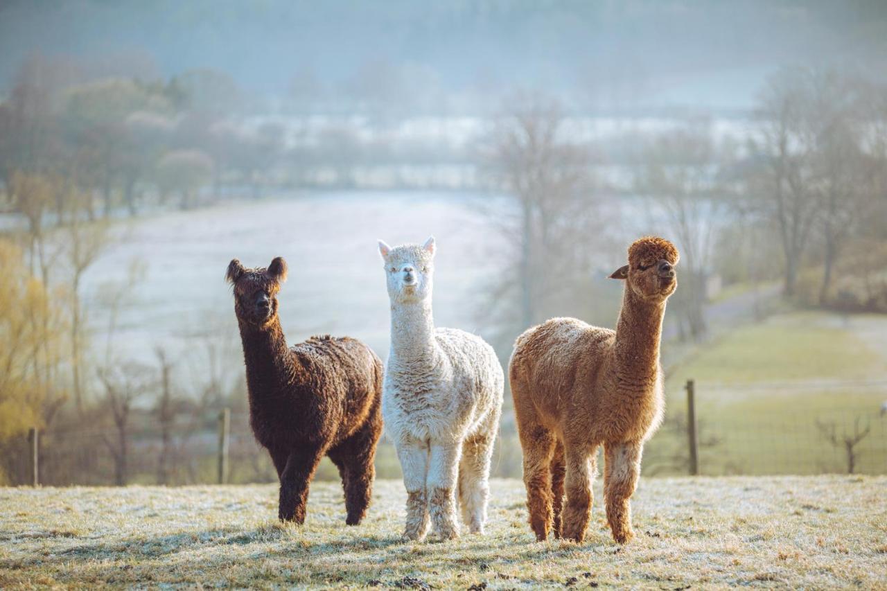 Shabby Shepherds Penrith Eksteriør bilde